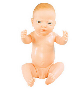 婴儿模型(男婴、女婴任选)