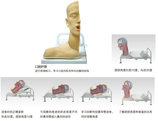 吞咽机制模型KAS-H88