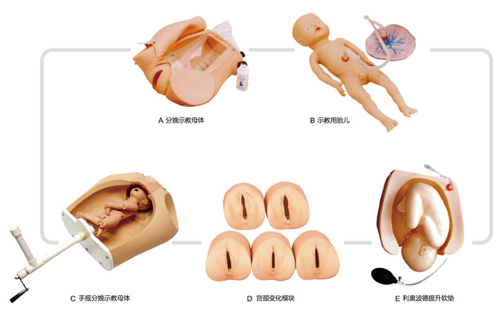 腹部触诊、分娩机转综合模型KAS/F54