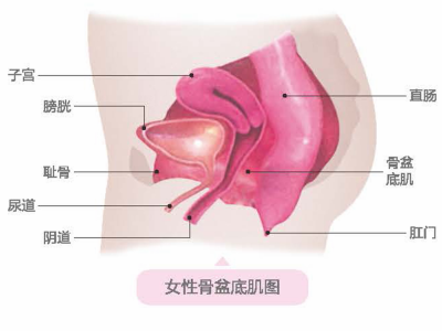 盆底康复