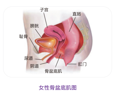 盆底肌训练仪