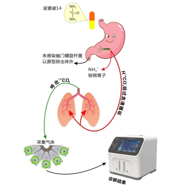 幽门螺杆菌c14.png