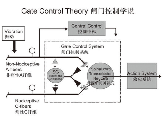 深层肌肉刺激仪原理