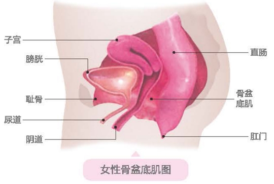 盆底肌康复治疗