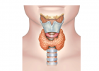 甲状腺结节与甲状腺手术喉返监测仪的应用